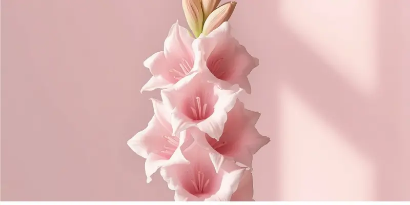 august birthday flower