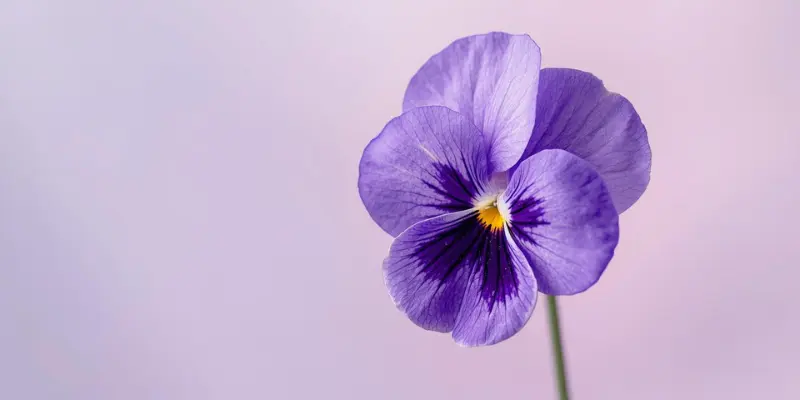 feburary birthday flower