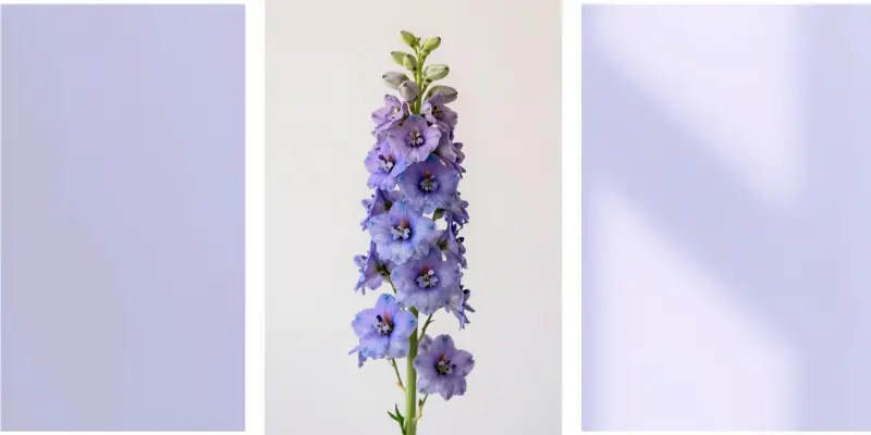 july birthday flower