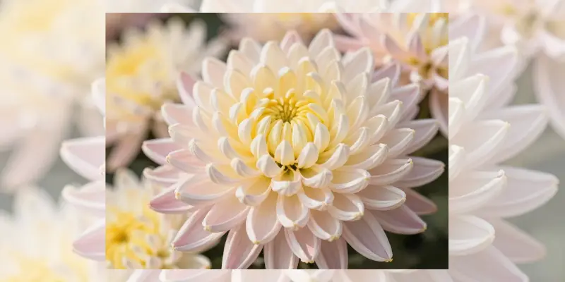 november birthday flower