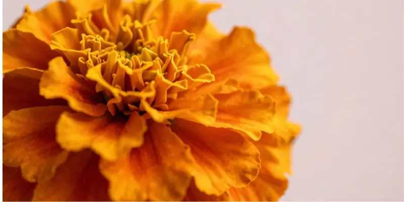 october birthday flower