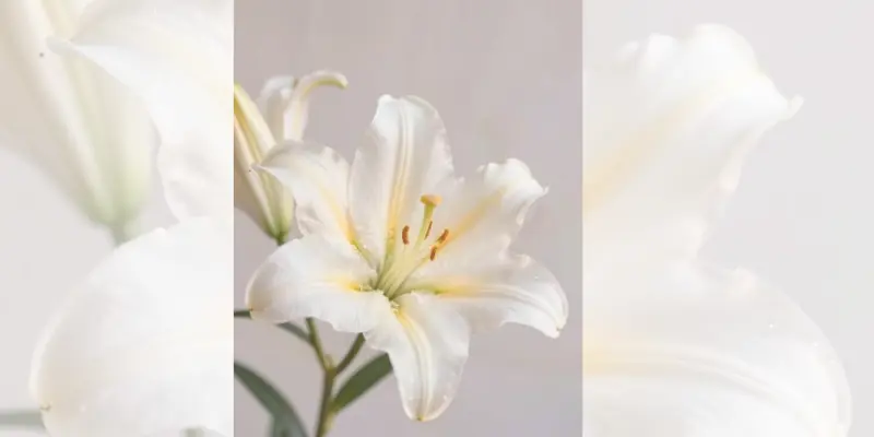 september birthday flower